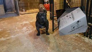 Flash Bully Kennel Breedings