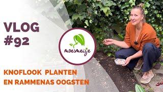 MOESTUIN VLOG #92 | Knoflook planten, rammenas en meer oogsten en nateelt in de moestuinbak 