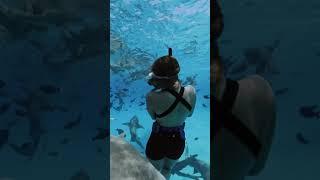 Trip Snorkeling Pos Hiu  Raja Ampat Vanessa Travel