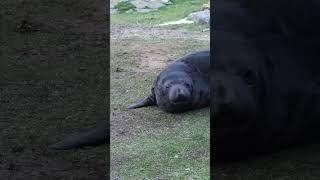 The cutest sound in the animal kingdom: Northern Elephant Seal pups!