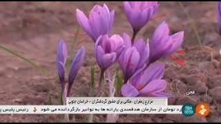 Iran Tourists visit Saffron fields, Qaen county جهانگردان در كشتزار زعفران شهرستان قاين ايران