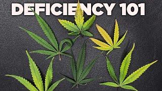 How to Fix Cannabis Nutrient Deficiencies - Nitrogen Phosphorous Potassium Calcium Magnesium Sulfur