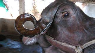 Eye blinking nervous sign in surra or trypanosomiasis in a buffalo