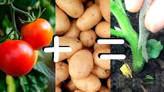 Grafting Tomato onto Potato Rootstock - How Easy Is It?