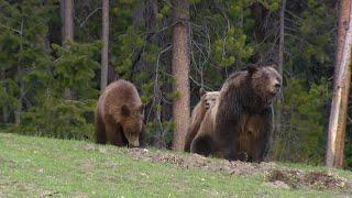 WY grizzly attack reiterates need for people to be bear aware