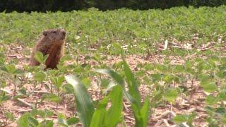 Groundhog Hunting Video #4 For 2023