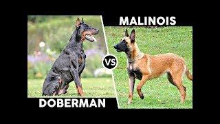 Malinois VS Doberman