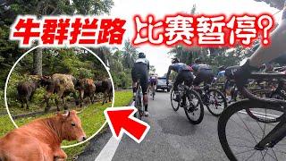 森美兰州80KM公路赛！遭遇牛群挡路！比赛中途暂停？Rembau Fellowship Ride & Race 2024【单车日记#83】ENG SUB CC