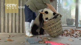 Watch: Giant pandas create trouble as staff cleans their house