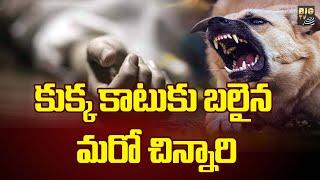 dogs attack in srikakulam district : కుక్క కాటుకు బలైన మరో చిన్నారి | BIG TV Telugu News Channel