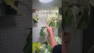 식물을 지켜주는 착한거미 #거미 #조정석 #식물 #몬스테라알보 #plants #plantlover #알보의왕 #monsteraalbo #monstera