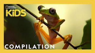 THE FREAKIEST CREATURES! | Frog, Bear, Jellyfish AND MORE! | Nat Geo Kids Compilation | @natgeokids