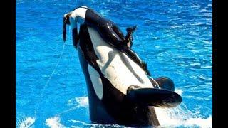 BLACKFISH - A true story about the life in captivity of killer whales - sub ITA #educational