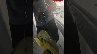 I Catch a DOLPHIN Fish ( Mahi Mahi) in Islamorada! #fishing #mahimahi #islamorada