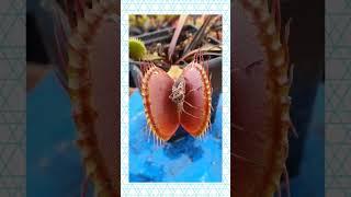 Venus fly trap a Amazing creature 🪳 feeding it. For taking nitrogen# Shorts # Viral video