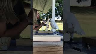 Cockatoo continues oversight of his likeness, and puts artist (Jenn) at ease
