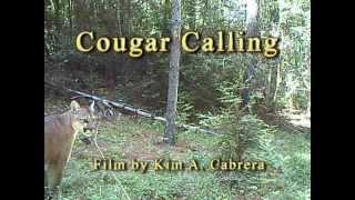 Cougar / Mountain Lion Calling