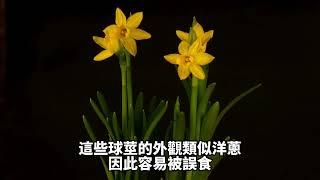 台灣常見有毒植物知識【水仙花】知識百科 - 地球題庫小學堂