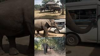 A Day With The Elephants in Thailand 