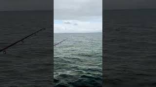 shallow fishing in Port Phillip Bay