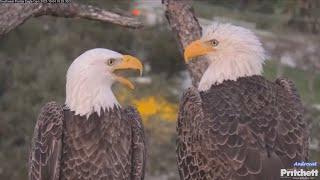 SWFL Eagle Cam 10-4-23.  M15 & F1: evening nest care, perching together at sunset, leave to roost.