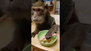 обычный вечер в обезьяньем доме️#monkey #обезьяна #animals #экзотика #животные #макака#питомец#зоо