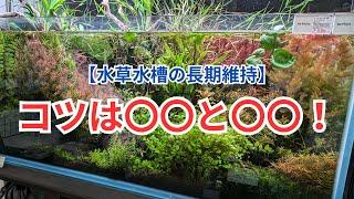 【水草水槽の長期維持のコツ】ここを押さえれば長期維持ができるというコツをお教えします！