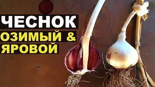 Чеснок озимый и яровой. Учимся различать