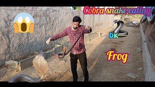 🪱 कैसे नागिन सांप ने बनाया निवाला मेंढ़क कोdk panchal | snake rescue |animal rescue etc |