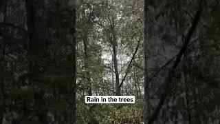 Rain in the trees #rain #trees #shorts #reels #mojospictures2 #beautiful