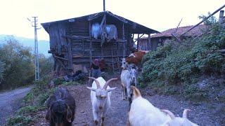 A Day of the Shepherds’ in the Mountain