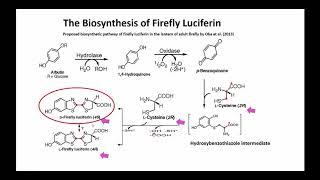 Fireflies and Firefly Bioluminescence