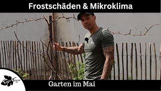 Frostschäden, Mikroklima ist wichtig, Garten im Mai