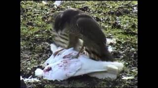 Sparrow Hawk eating Dove / Pigeon alive (Better quality)