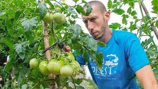 Grow Tomatoes NOT Leaves | How to Prune Tomato Plants for LOTS of Fruit