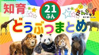 【子供向け 動物 知育アニメ】動物園のどうぶつたちの知育動画まとめ【21分連続再生】ライオン パンダ トラ コアラ 人気の動物が大集合！ 赤ちゃん 幼児が喜ぶアニメ