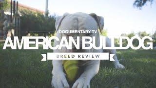 AMERICAN BULLDOG BREED REVIEW