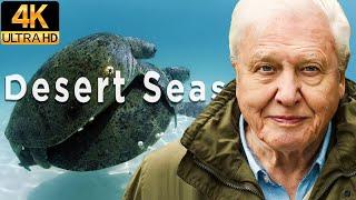 Desert Seas | David Attenborough | 4K Marine Life Documentary