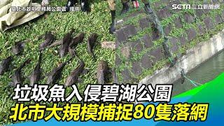 超狂妄！垃圾魚入侵碧湖公園　北市大規模捕捉80隻落網｜三立新聞網SETN.com