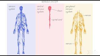 The Neuron