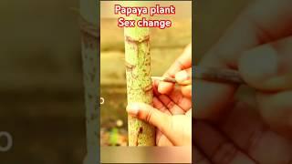 Turn papaya male to female. #shorts #papaya #gardening.