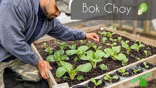 Bok Choy  - Best Growing and Harvesting Tips | Maximum Production !!  #gardening #garden