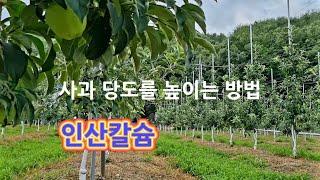 사과 당도를 높이는 인산칼슘에 대해서 알아보기