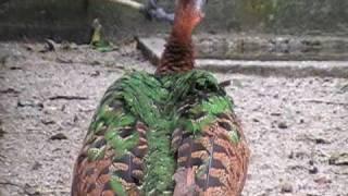 congo peafowl (female)