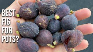 The Best Fig(s) for Growing in Pots or Containers