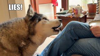 Husky Calls His Nan A Lier!