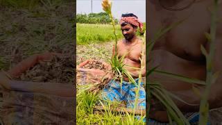 From Earth to Future Bloom  Tuberose Bulbs (রজনীগন্ধা) Collected for Replanting #shorts