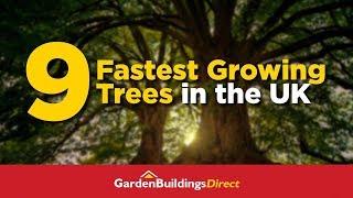 The 9 Fastest-Growing Trees You Can Grow in the UK