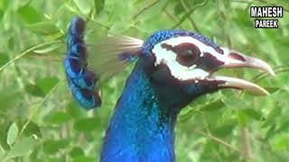 NATIONAL BIRDS PEACOCK राष्ट्रीय पक्षी मोर का सुन्दर नृत्य एक बार देखेंगे महेश कुमार पारीक