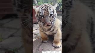 cute tiger cub playing || ️ #shorts#youtubeshorts#tiger #tigercubs#babytiger#cubs